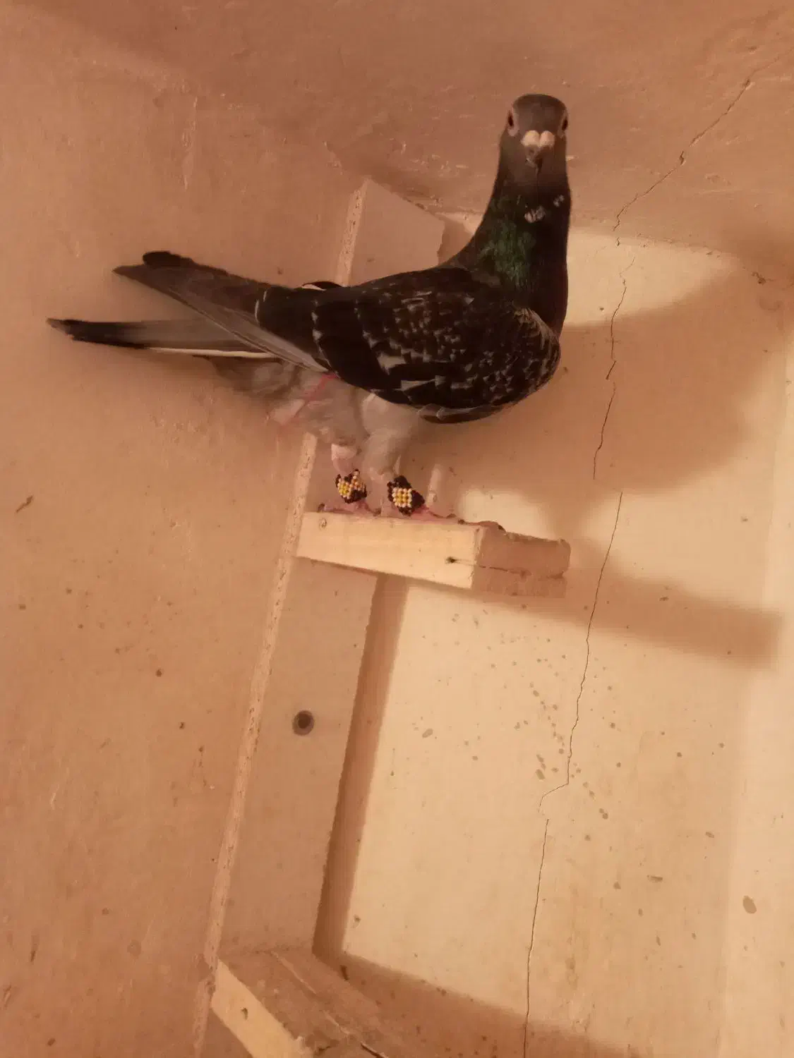 کفتر صید|پرنده|مشهد, محمدآباد|دیوار