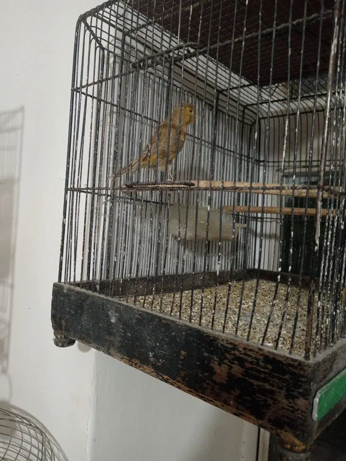 قناری سرخ زیتونی سوخته ای|پرنده|ابریشم, |دیوار