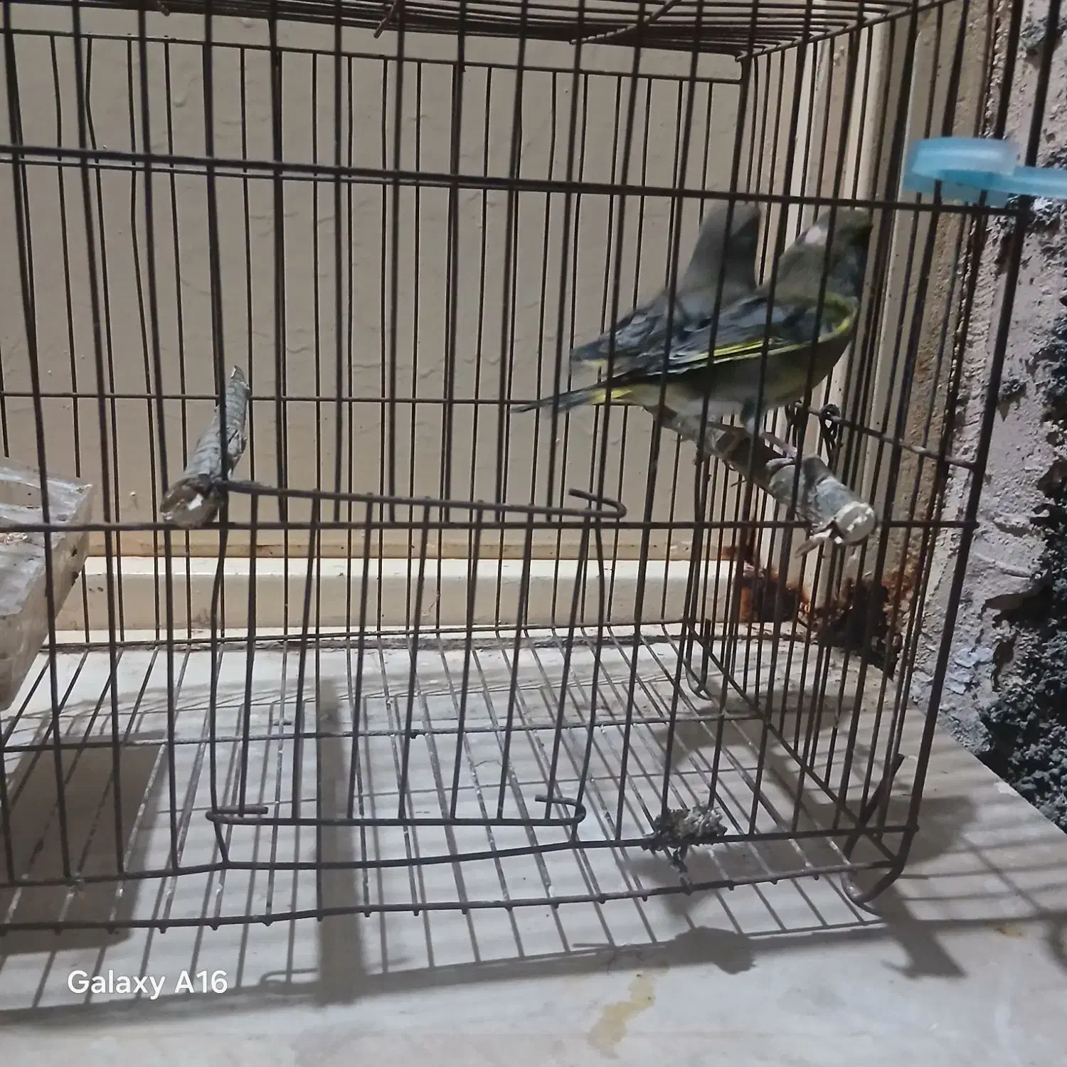 سهره نروماده|پرنده|پارس‌آباد, |دیوار