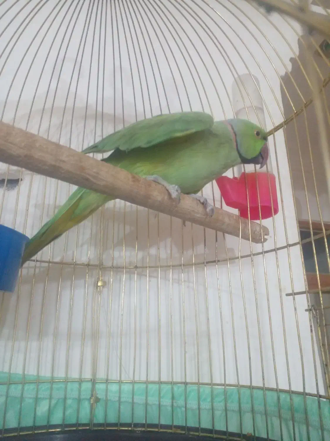 طوطی ملنگو نر دستی سخنگو|پرنده|بم, |دیوار