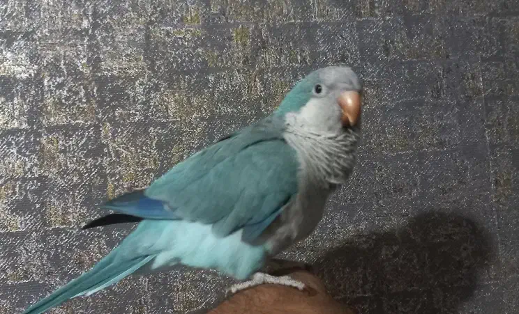 راهب آبی دستی و سخنگو|پرنده|اصفهان, سپاهان‌شهر|دیوار