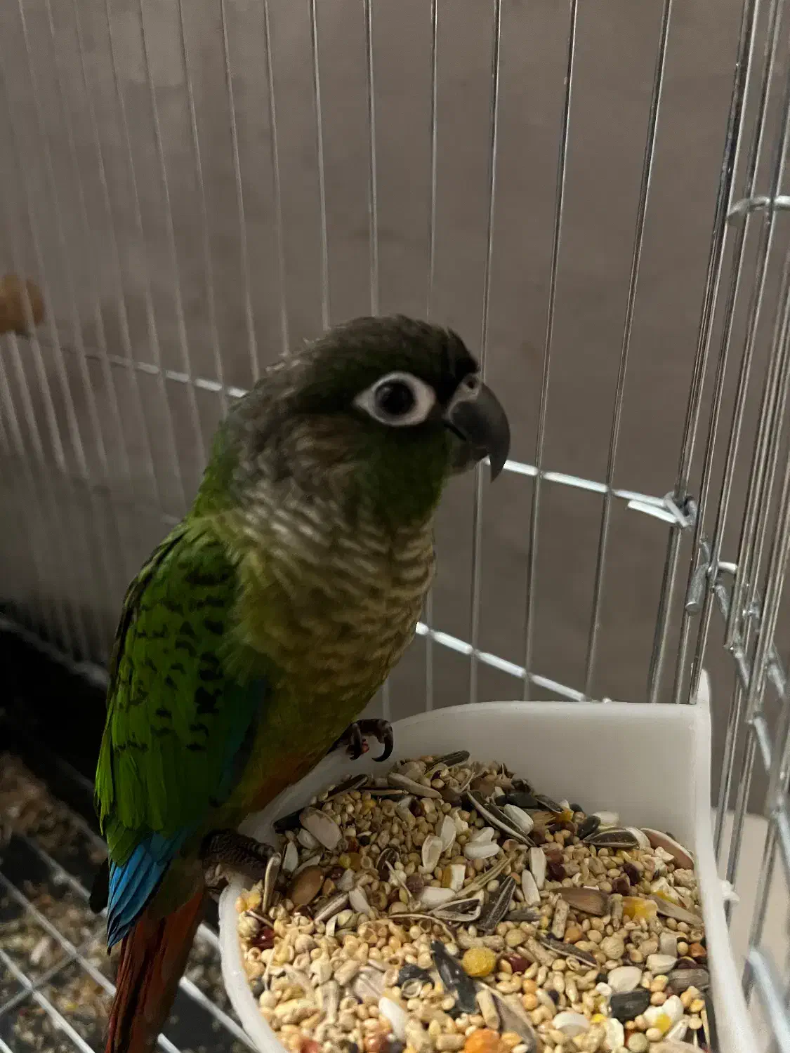 پرنده گرین چیک|پرنده|تهران, جوانمردان (اندیشه)|دیوار