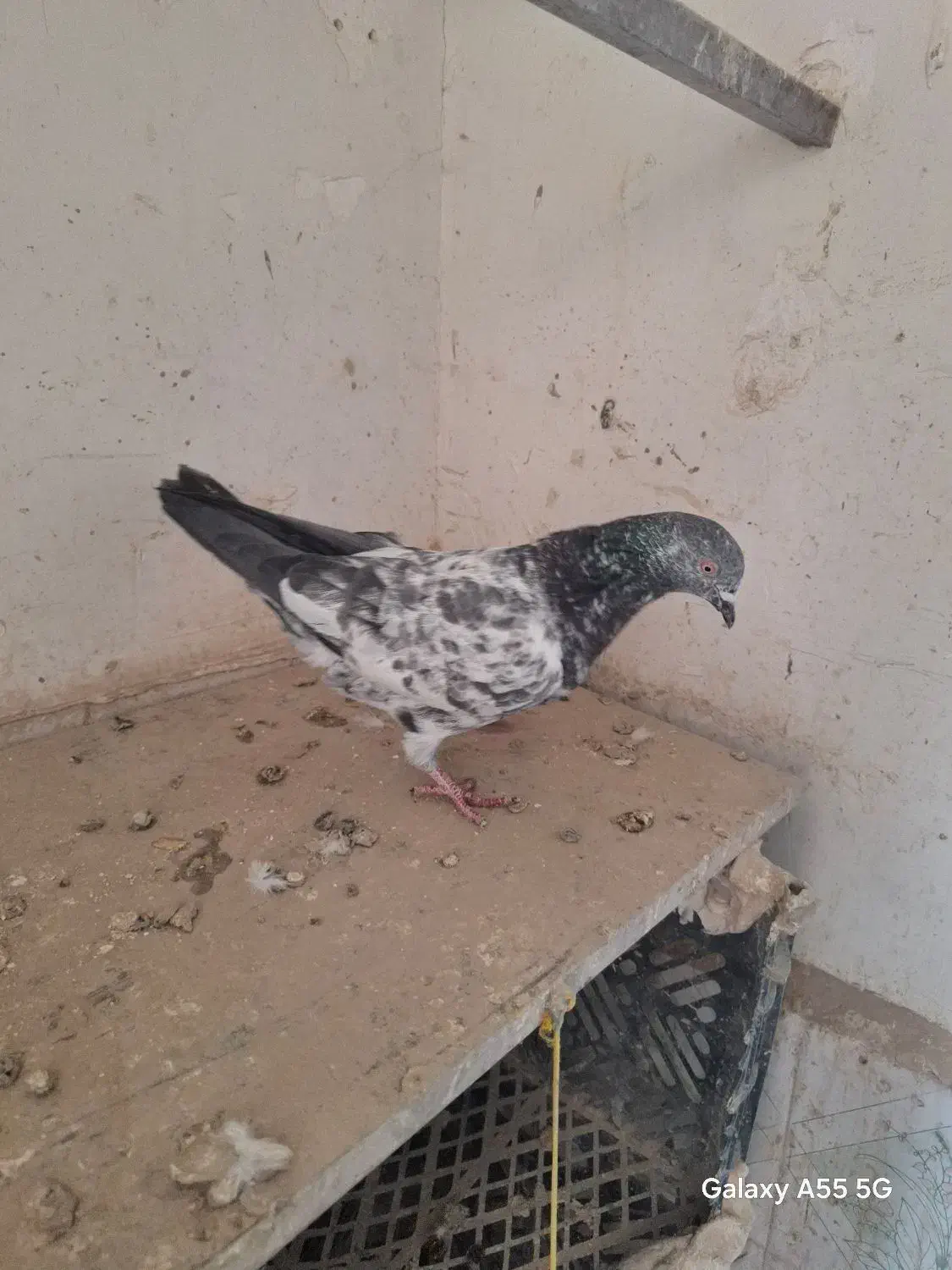 کبوترپرشی عطیقه|پرنده|ارومیه, |دیوار