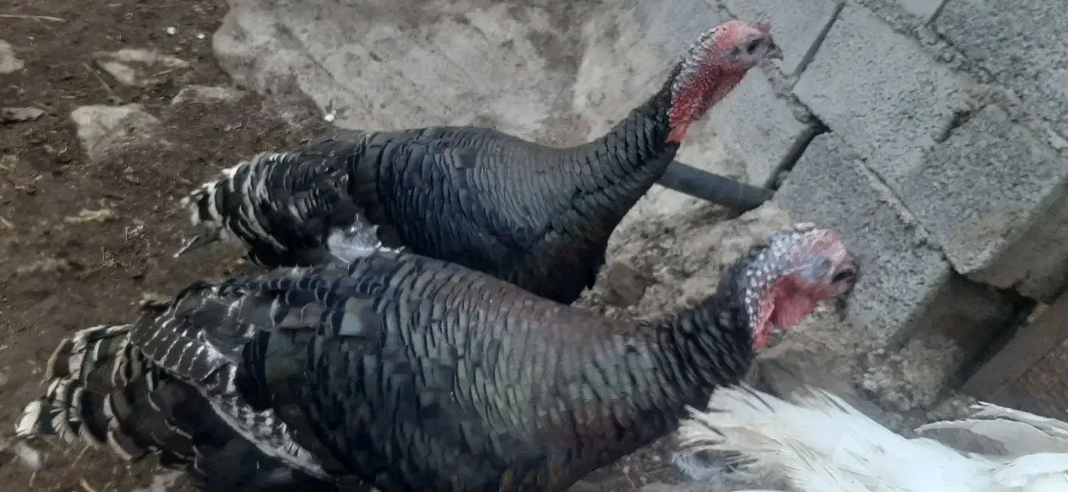 بقلمون نر محلی|حیوانات مزرعه|رستمآباد, |دیوار