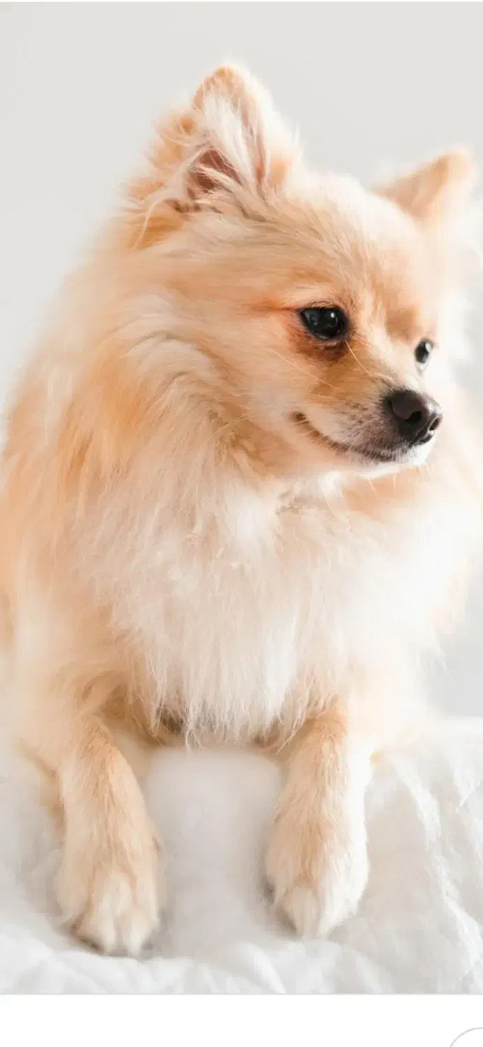 سگ پامر اشپیتز|سگ|کرمانشاه, |دیوار