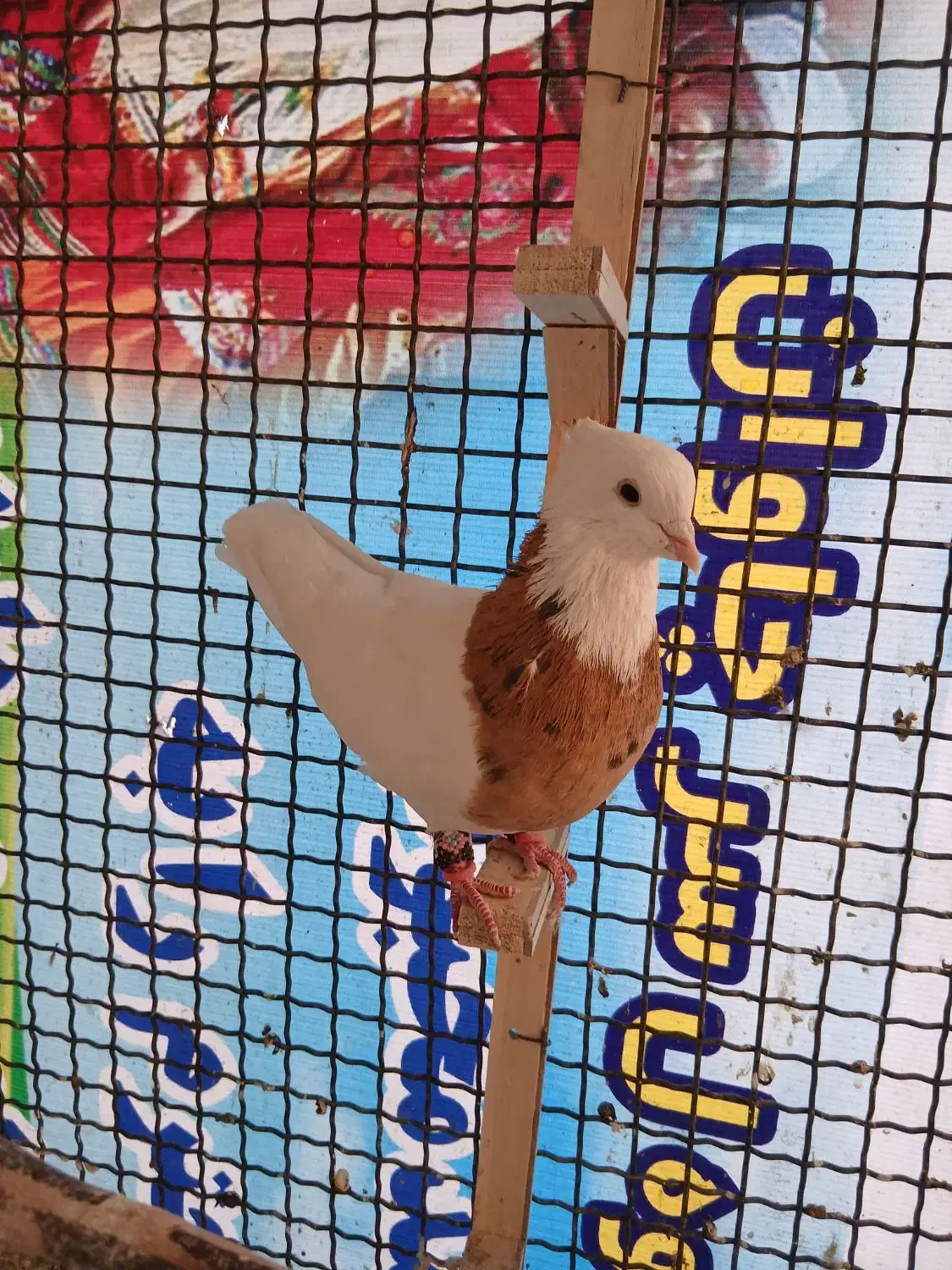 کبوتر فروشی|پرنده|شیروان (خراسان), |دیوار