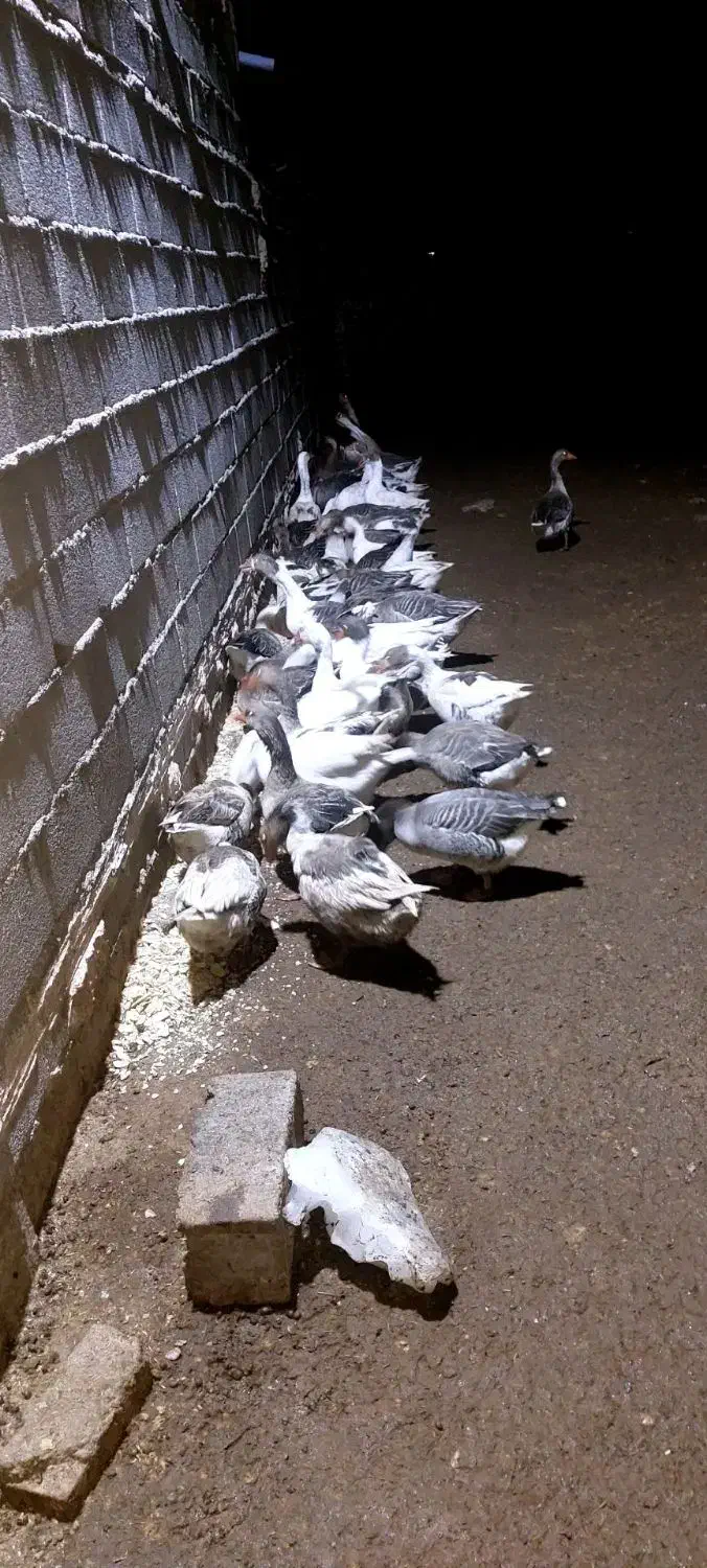 غاز فروشی|حیوانات مزرعه|نصر آباد, |دیوار