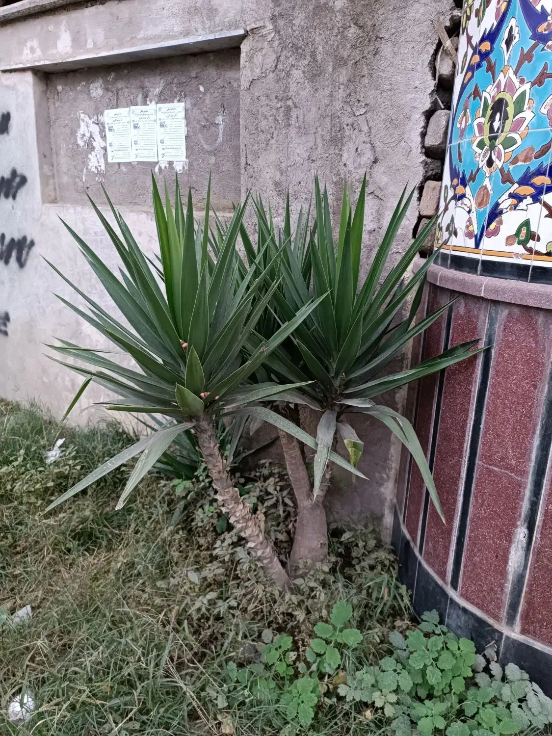 گل درختی|گل و گیاه طبیعی|آمل, |دیوار