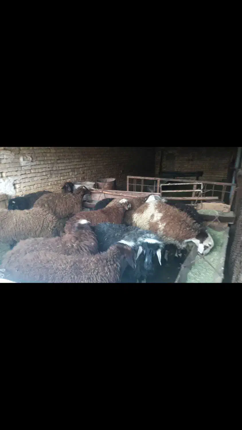 بره افشاری نر ۵۵ کیلو|حیوانات مزرعه|چادگان, |دیوار