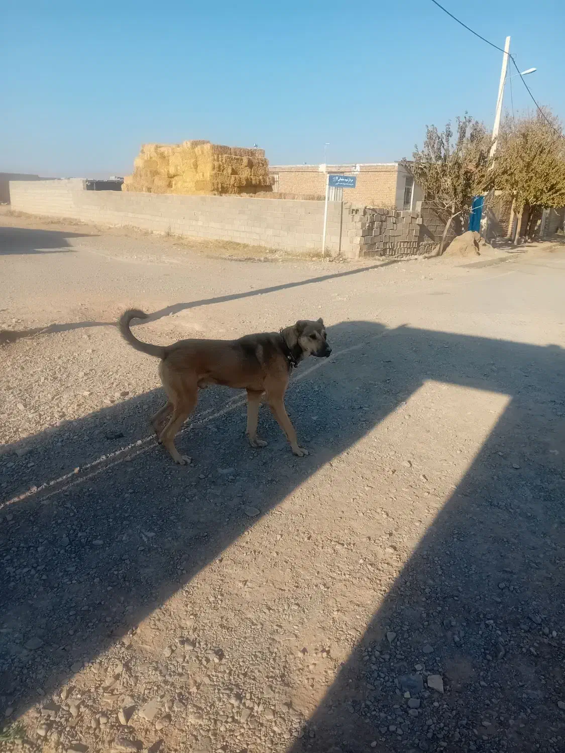 سگ یک سال نیم نترس|سگ|رادکان, |دیوار