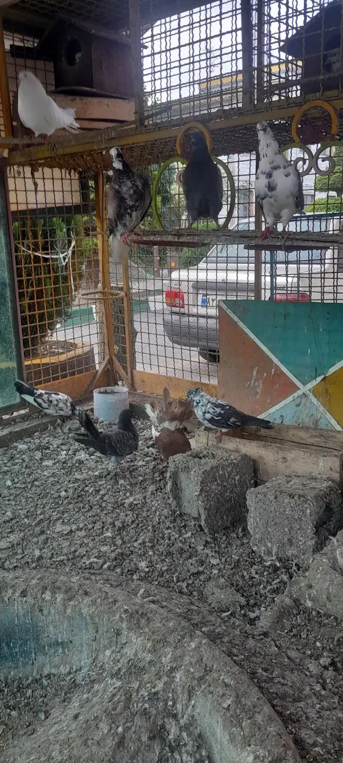 کبوتر سالم سرحال|پرنده|چاف و چمخاله, |دیوار