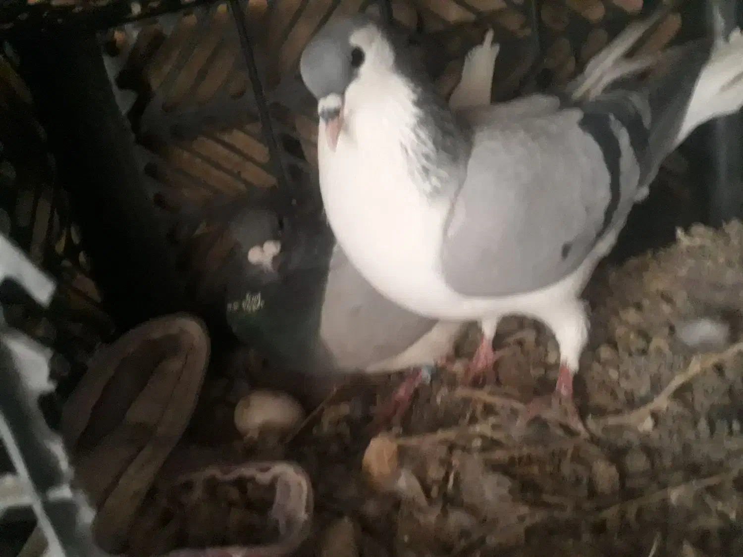 طوطی|سگ|بیرجند, |دیوار