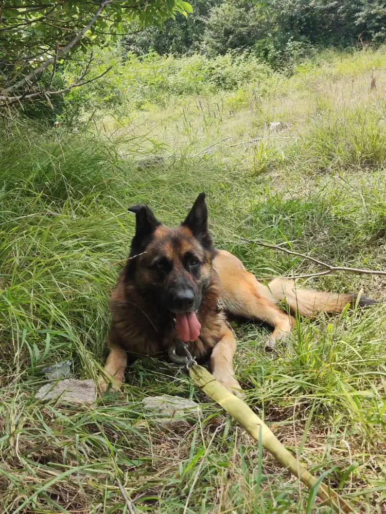 سگ ژرمن شپرد|سگ|قائمشهر, |دیوار