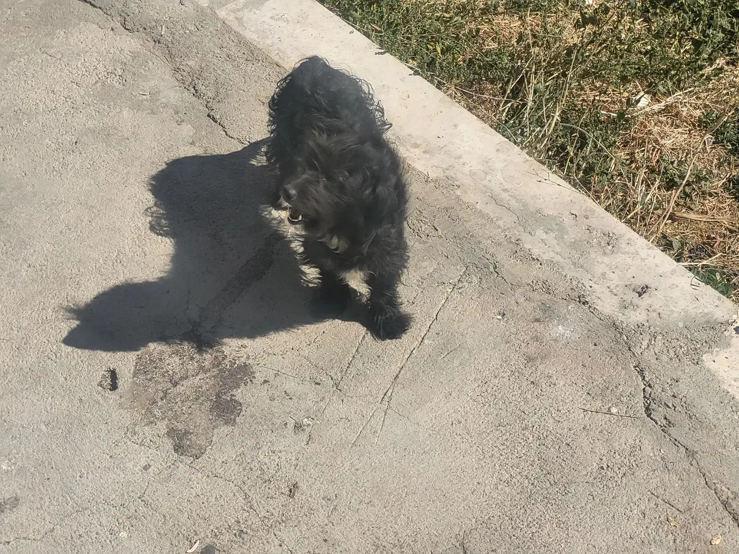 سگ پاکوتاه نژاد دار مشکی|سگ|زنجان, |دیوار