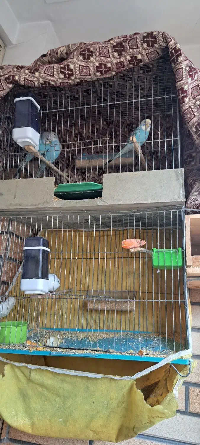 مرغ عشق ۴ عدد به همراه ۴ تا قفس الهیه|پرنده|اسلام‌شهر, شهرک انبیا|دیوار