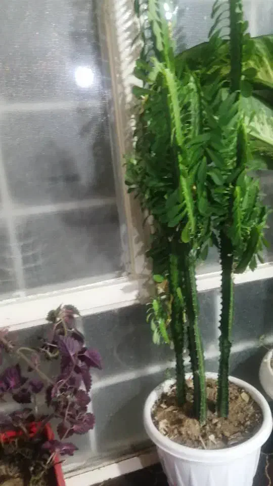 چنتا گل طبیعی به قیمت  2000 به فروش میرسد|گل و گیاه طبیعی|یاسوج, |دیوار