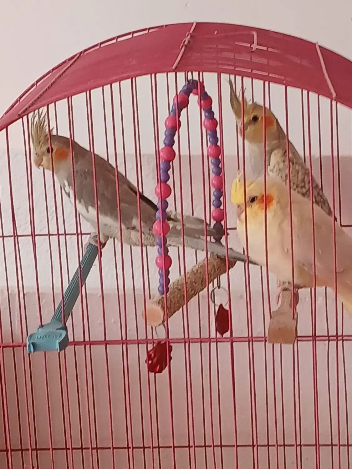 عروس هلندی|پرنده|سراب, |دیوار