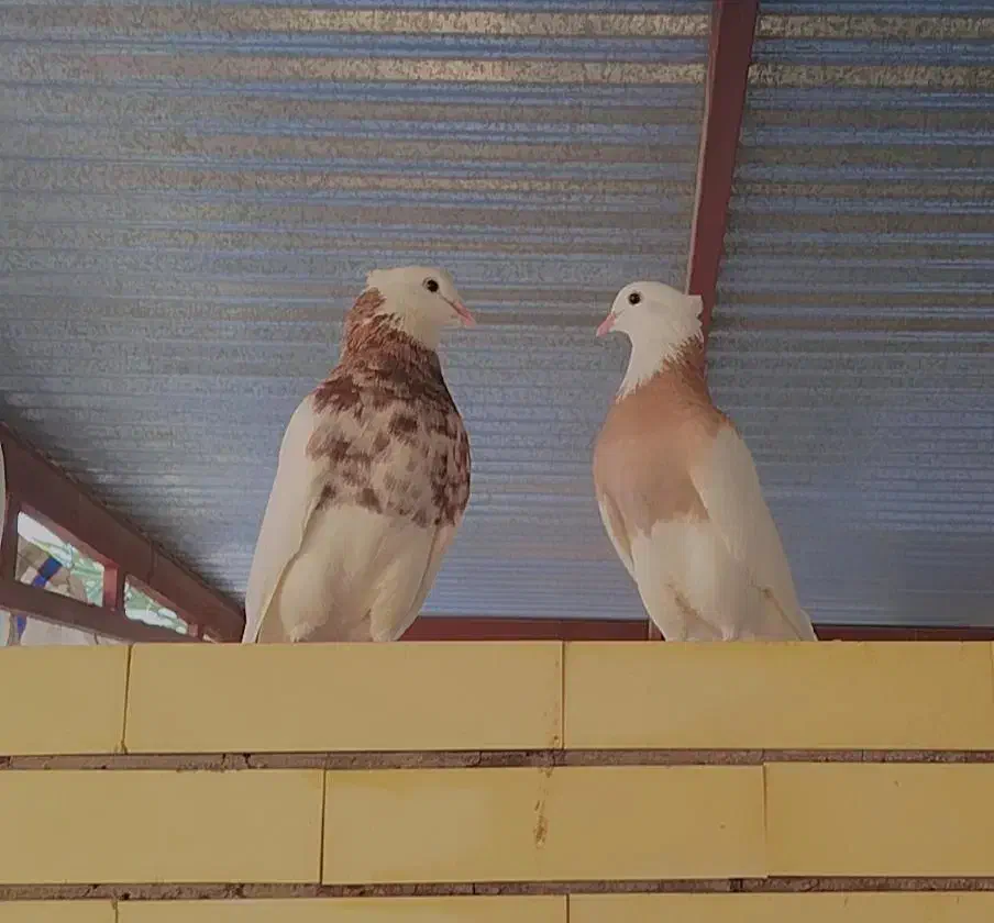 طوقی عروسک|پرنده|طبس, |دیوار