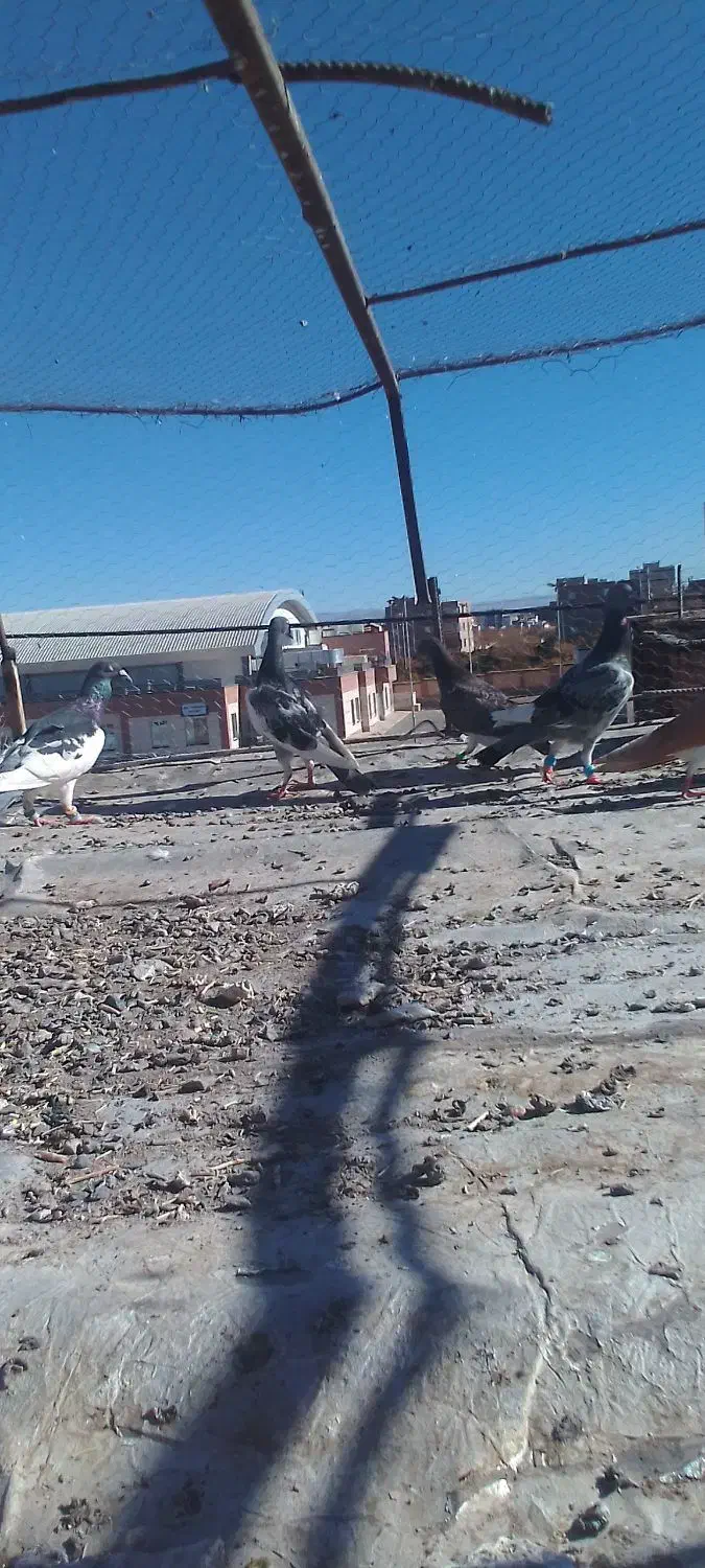 3عددیهودی|پرنده|جلگه ماژان, |دیوار