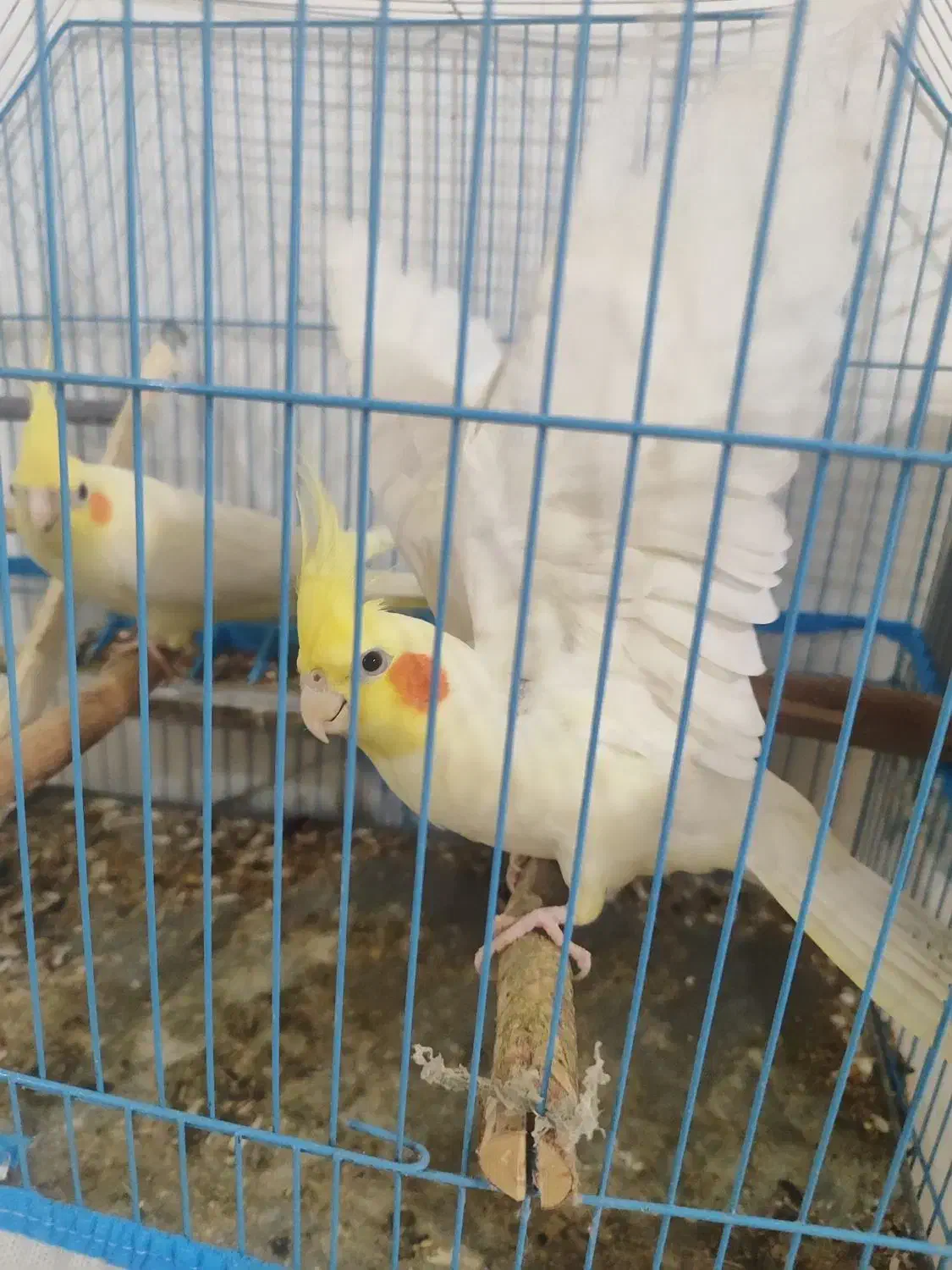 عروس هلندی لوتینیو|پرنده|سوسنگرد, |دیوار