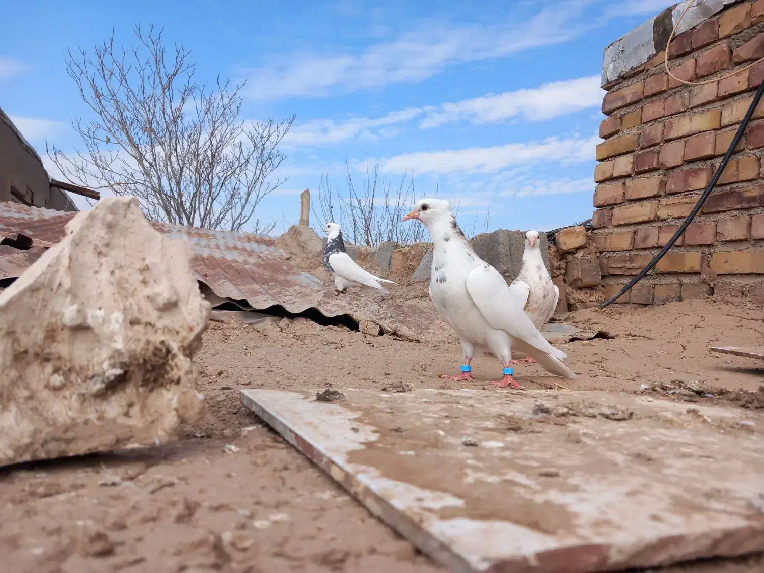 طوقی نصل دار|پرنده|تربت جام, میان جام|دیوار