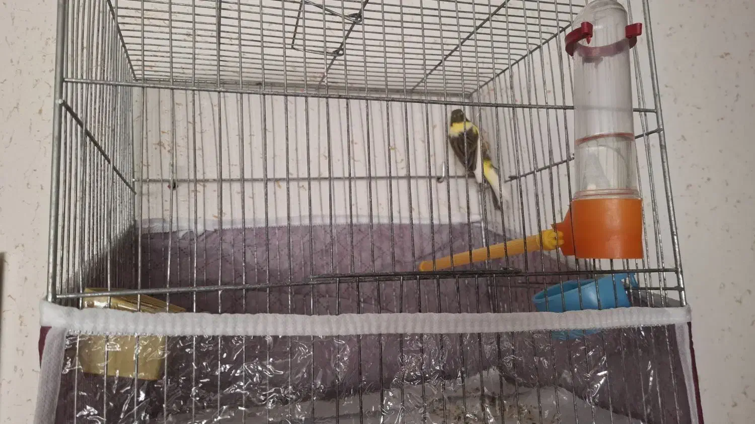 قناری قورولتی نر|پرنده|اردبیل, |دیوار