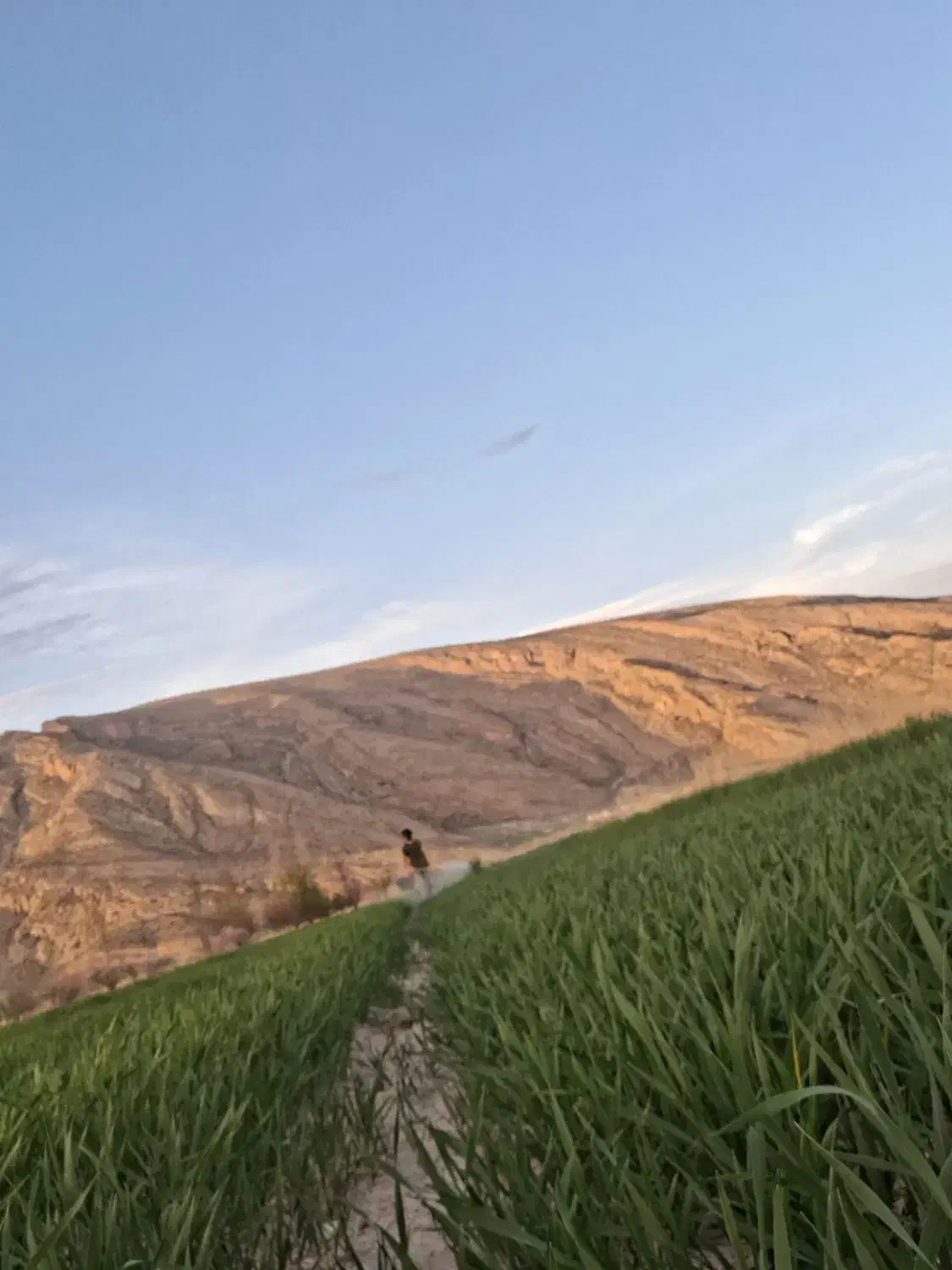 اجاره زمین کشاورزی ۹ هکتار و نیم تضمینی به شرط|اجارهٔ دفتر صنعتی، کشاورزی، تجاری|درودزن, |دیوار