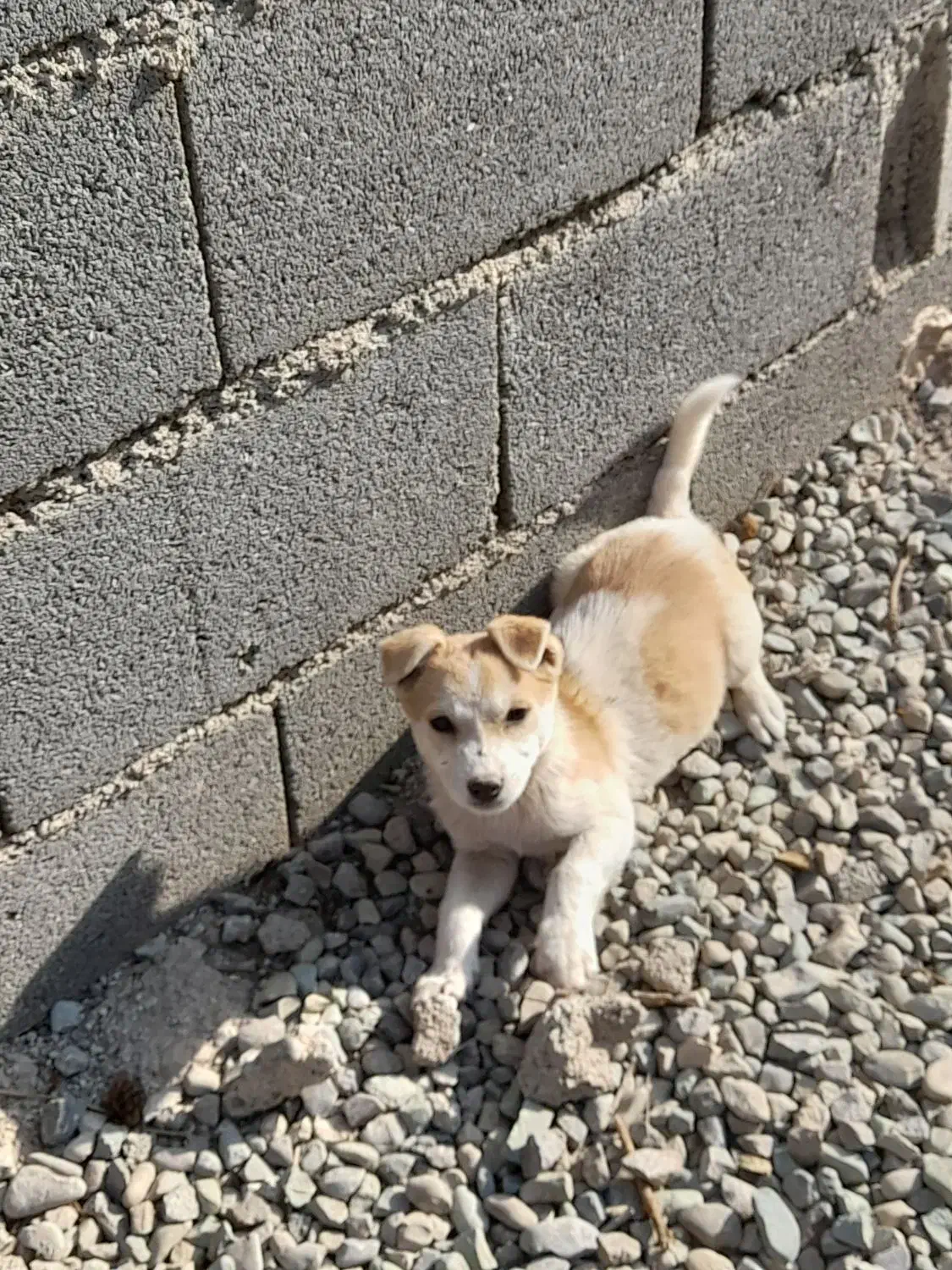 توله سگ پاکوتاه|سگ|پاکدشت, پاکدشت (مامازند)|دیوار