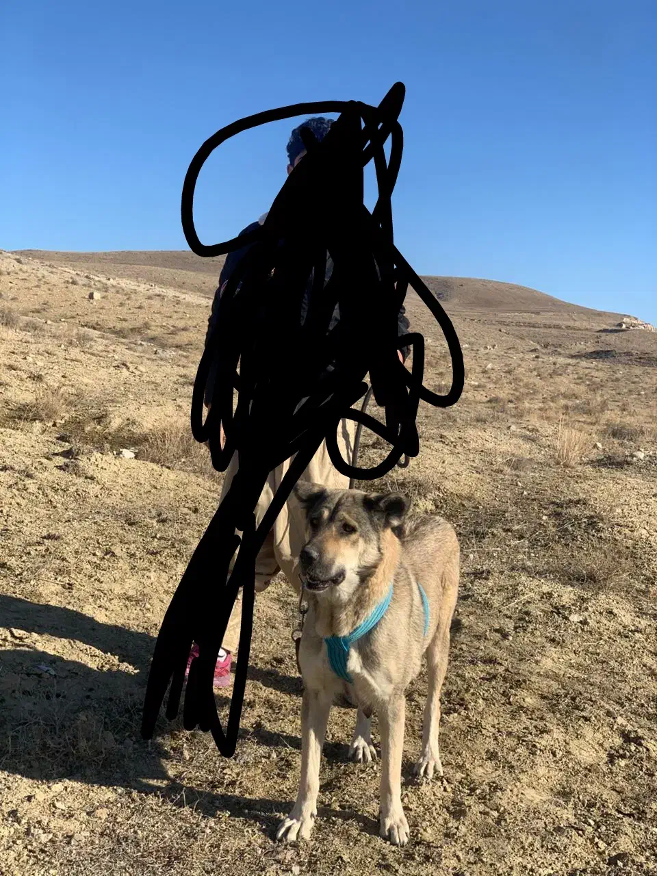 ‌...|سگ|تبریز, |دیوار