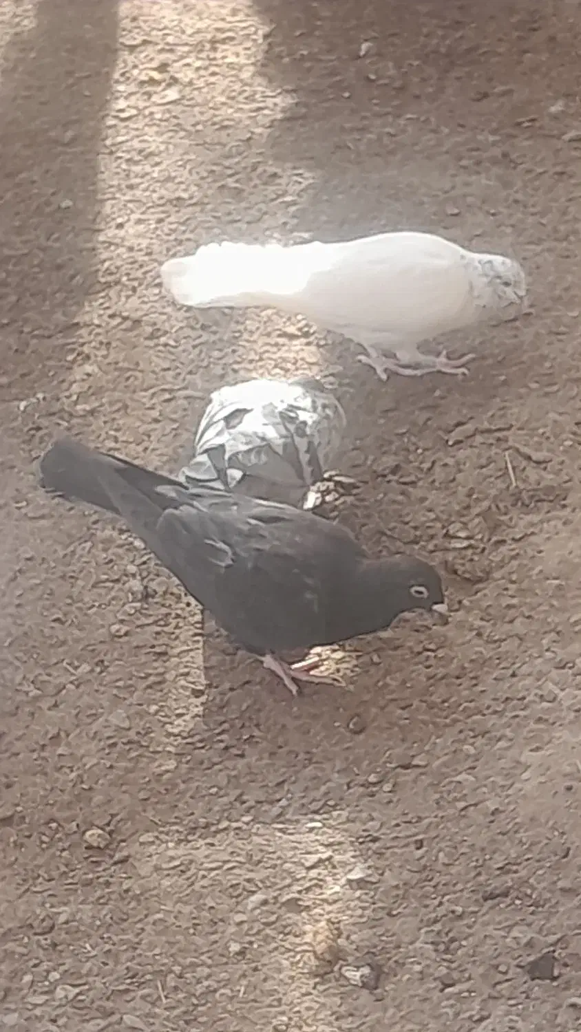 ۳تا معلقی بادوتا جوجه پلاکی|پرنده|بم, |دیوار