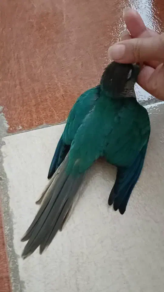 طوطی گرینچیک گمشده|حیوانات|شیراز, بریجستون|دیوار