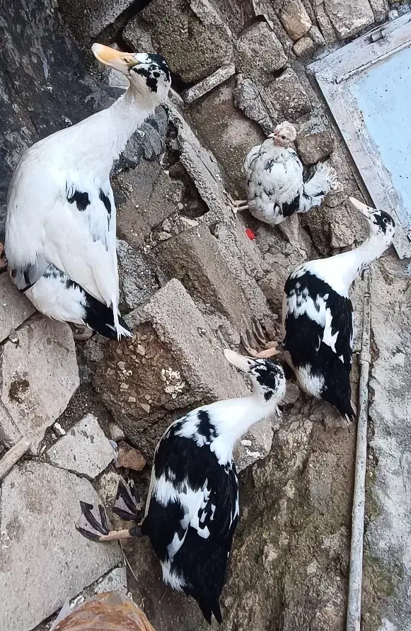 اردک|حیوانات مزرعه|چرداول, |دیوار