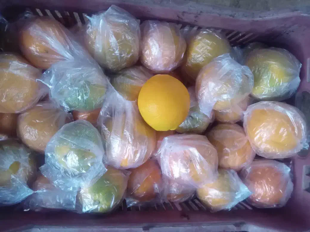 فروش پرتقال انباری نایلون پیچ|خوردنی و آشامیدنی|بابل, |دیوار