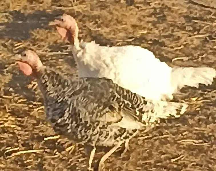 بوقلمون|حیوانات مزرعه|طاغنکوه, |دیوار