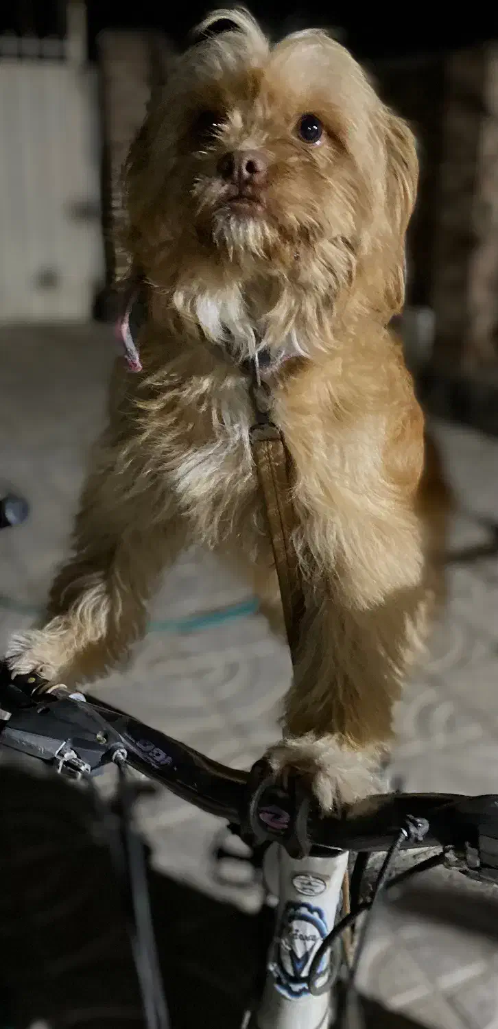 پاکوتا|سگ|پارسآباد, |دیوار