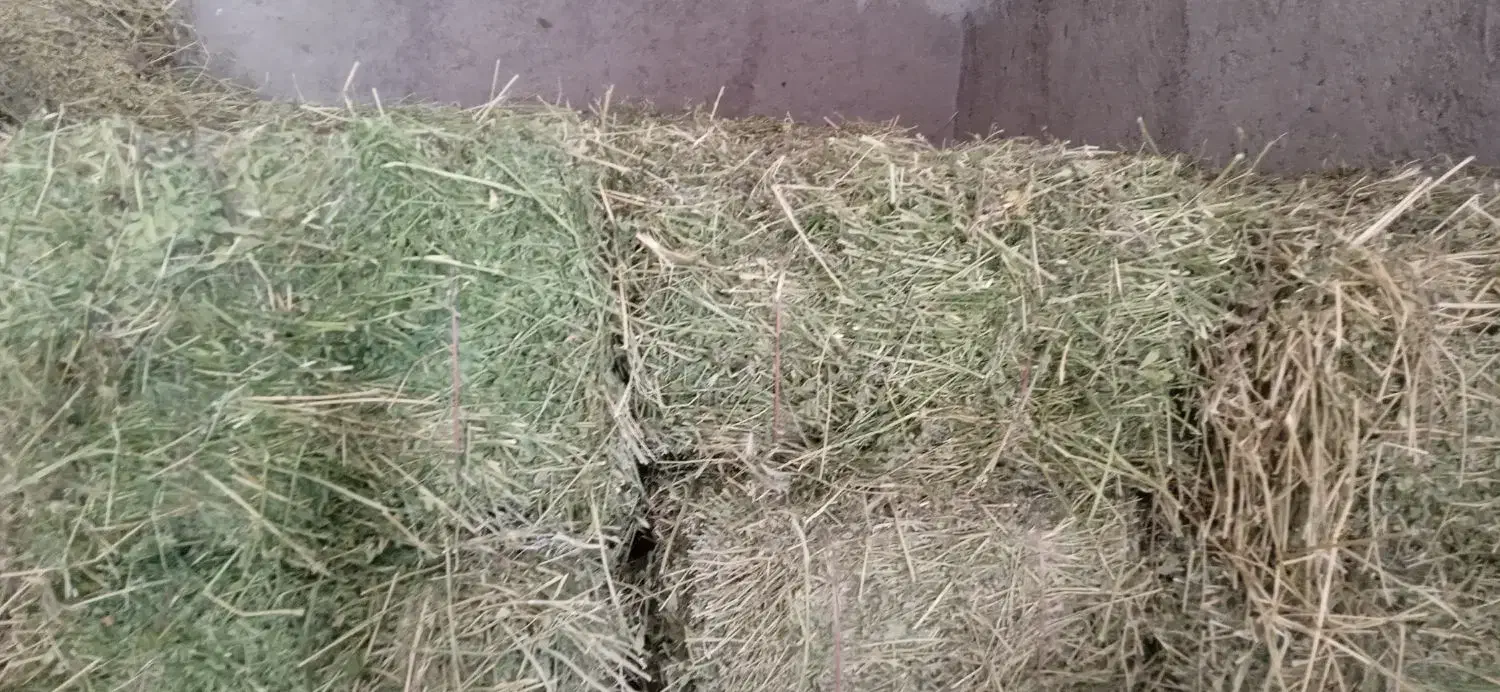 فروش یونجه چین دوم|حیوانات مزرعه|کوهین, |دیوار