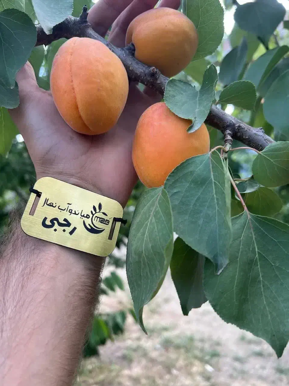 پیشفروش نهال زردآلو پرتقالی با شرایط چک|خدمات باغبانی و درختکاری|چوار, |دیوار