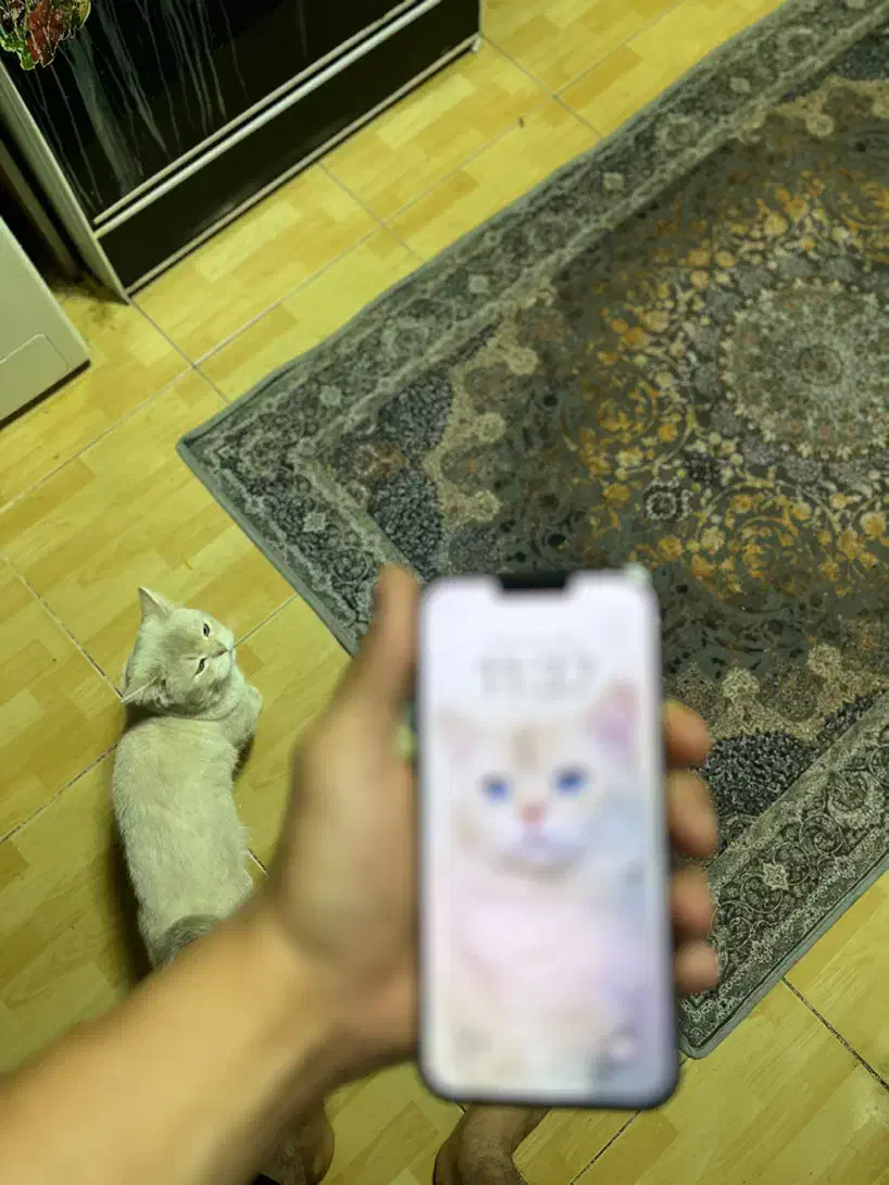 13 pro max 256 za|موبایل|تهران, نازی‌آباد|دیوار