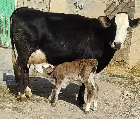گاو سیمینتال با گوساله سیمینتال نر|حیوانات مزرعه|تبریز, |دیوار