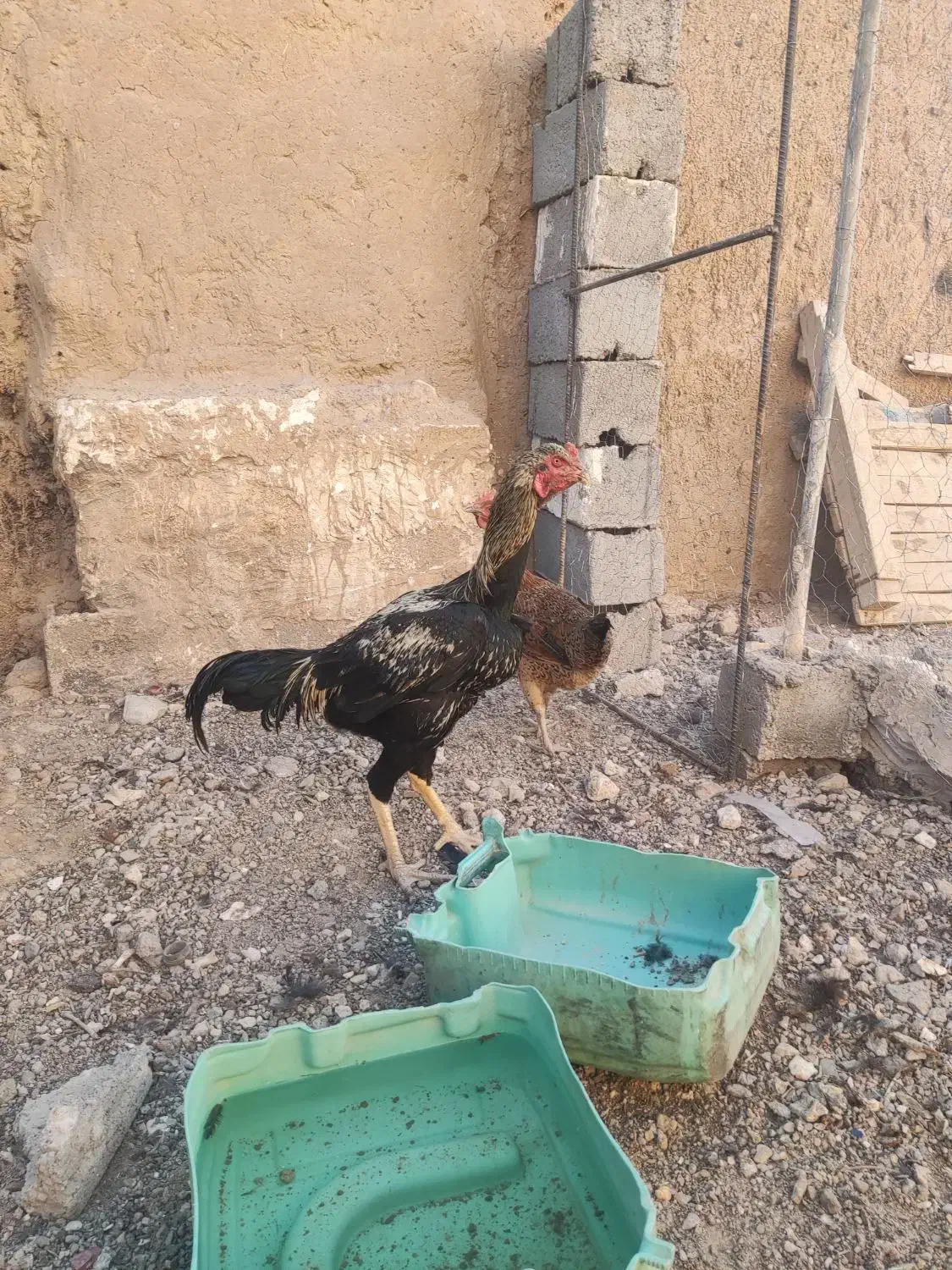 خروس لاری صابونی|حیوانات مزرعه|خواف, |دیوار