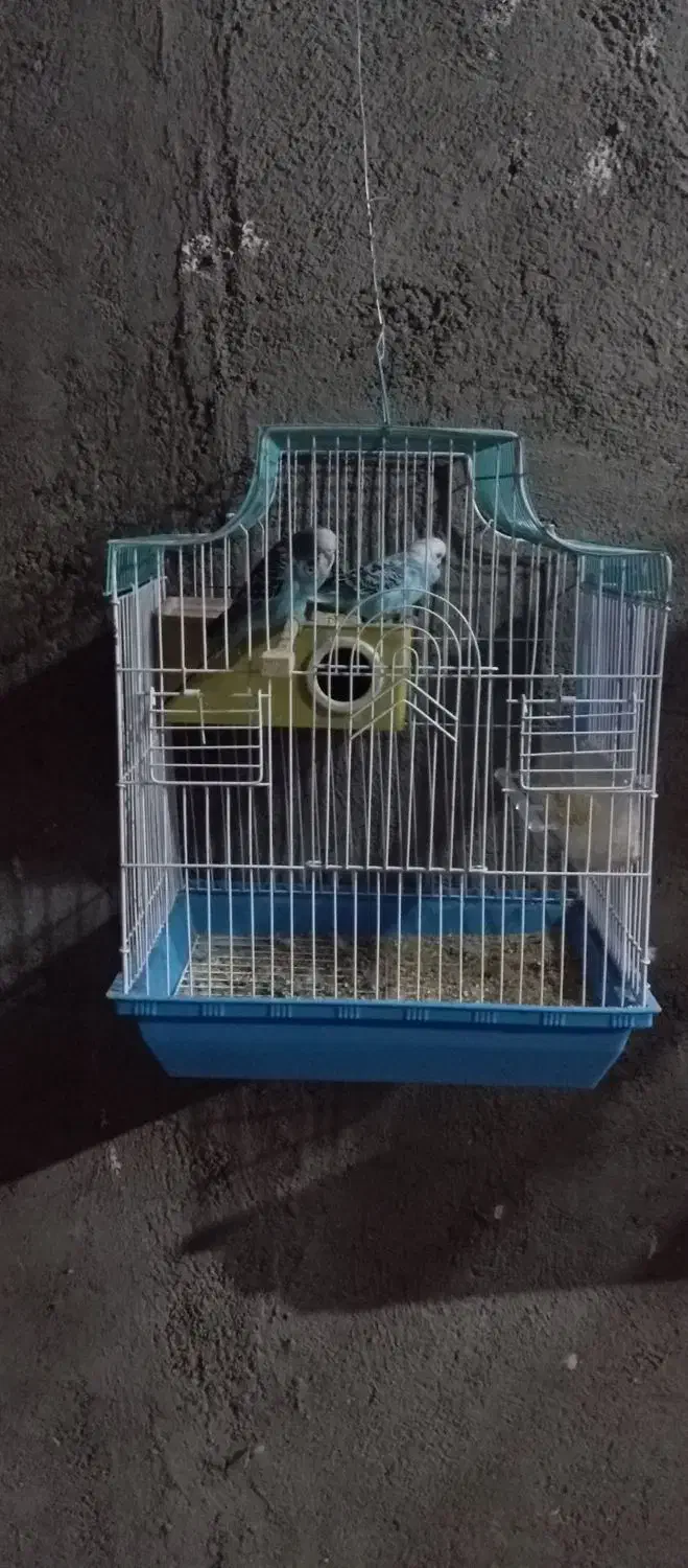 معاوضه نیستم ،(فروشی)|پرنده|قره ضیاالدین, |دیوار