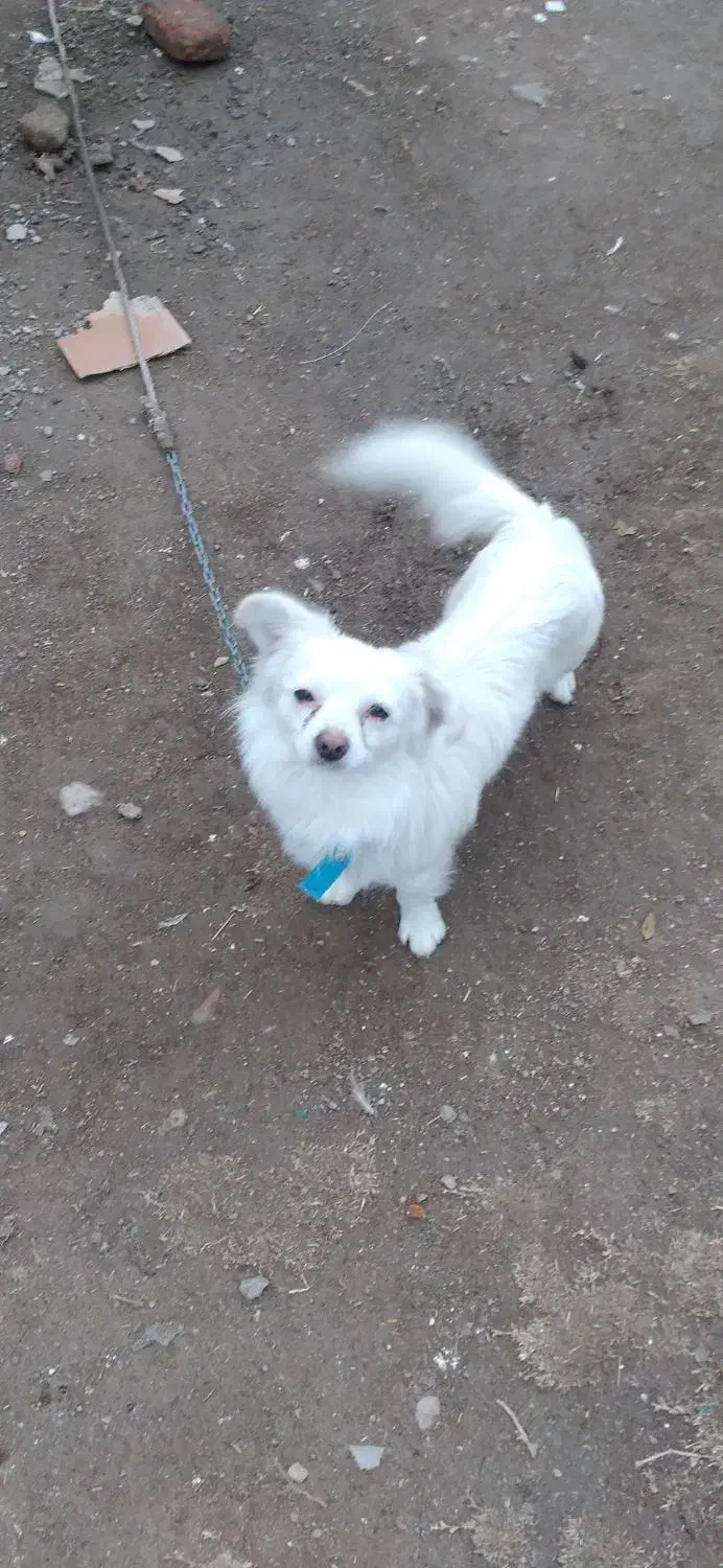 پاکوتاخانگی|سگ|مراغه, |دیوار