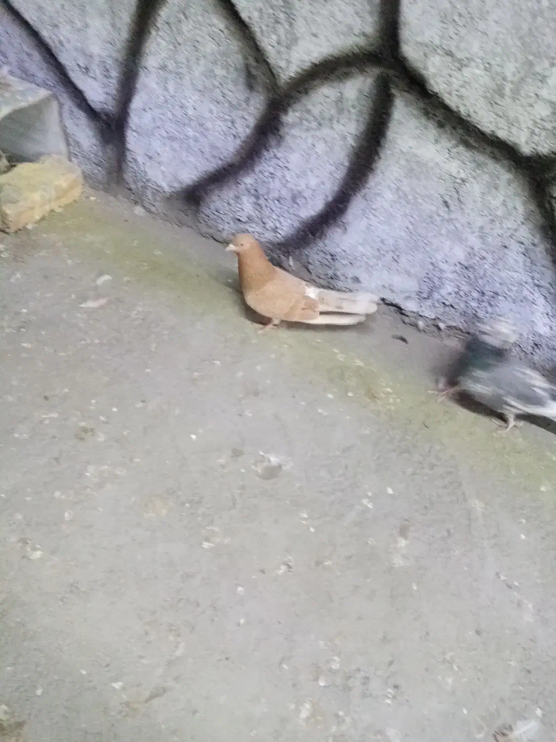 نر زرد روزگاری اصیل.|پرنده|مبارکه, |دیوار