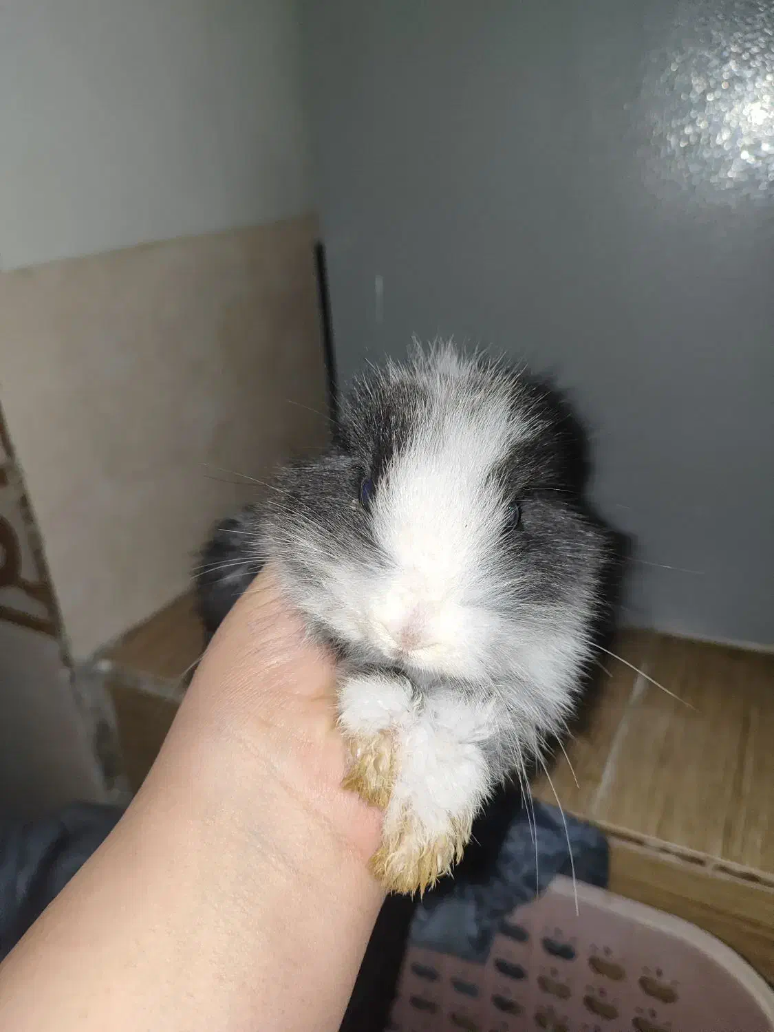 خرگوش خانگی|موش و خرگوش|سیرجان, |دیوار