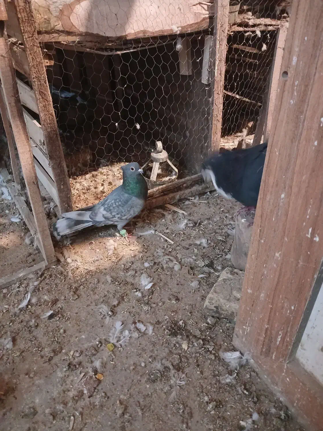 کبوتر رنگی|پرنده|سبزوار, جهاد کشاورزی|دیوار