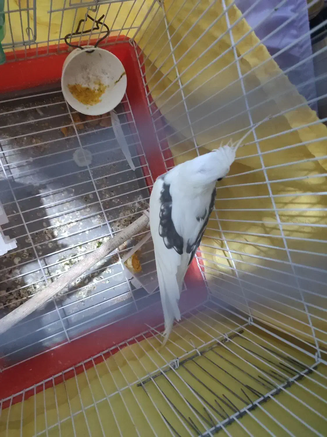 عروس هلندی دوکت آلبینو پروانه ای نر هست|پرنده|ایرانشهر, |دیوار