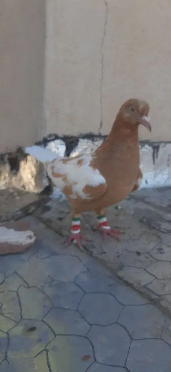 ماده افغانی زرد|پرنده|تربت‌حیدریه, کلاته توکلی|دیوار