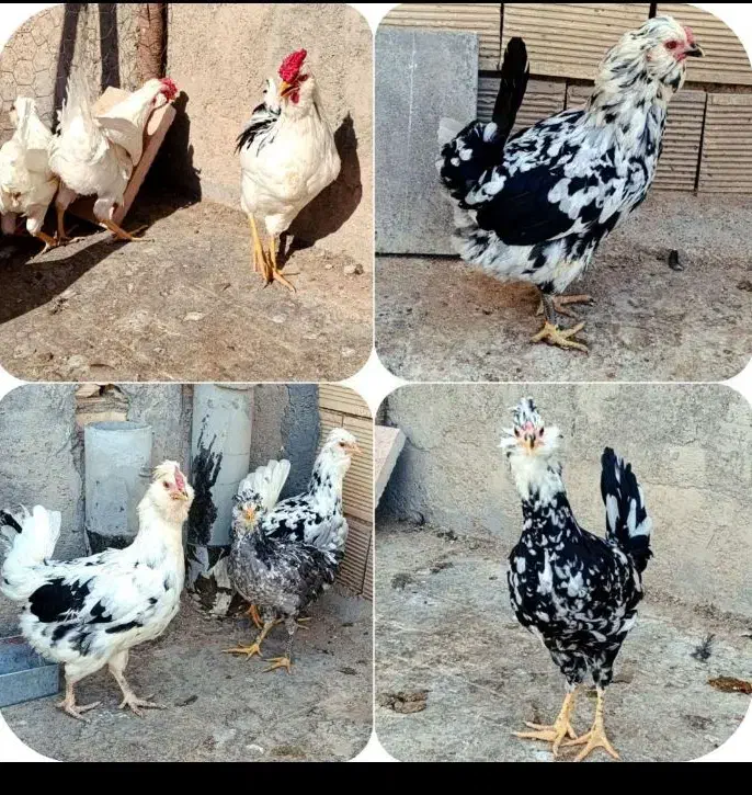 تعدادی مرغ و خروس گلین اصل|حیوانات مزرعه|کرج, مجتمع صنفی صنعتی|دیوار
