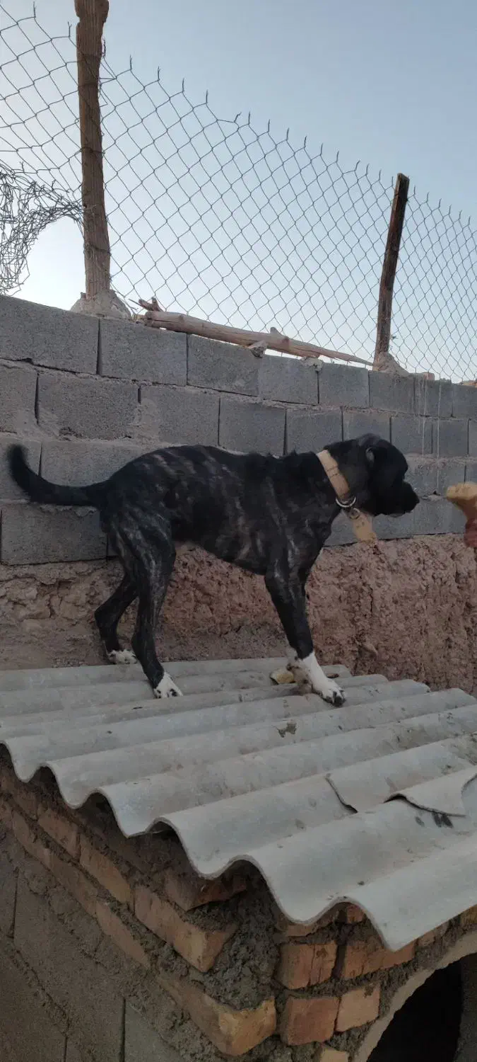 سگ افغانی نژاد داره 15ماهه|سگ|شاهرود, |دیوار