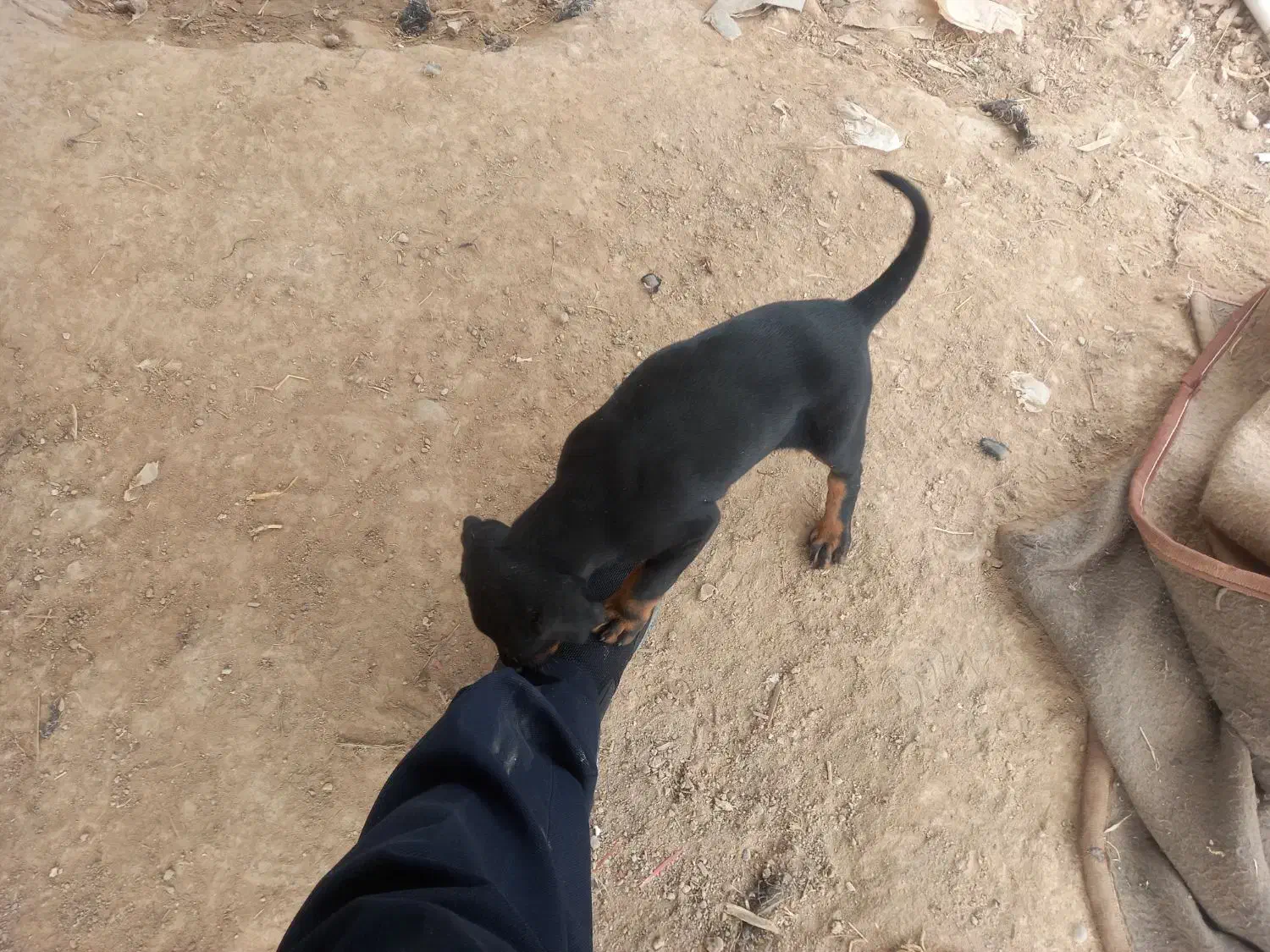 توله دوبرمن ماده|سگ|دزفول, |دیوار